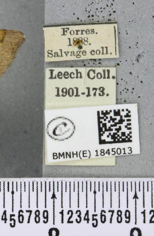 Macaria liturata (Clerck, 1759) - BMNHE_1845013_label_421314