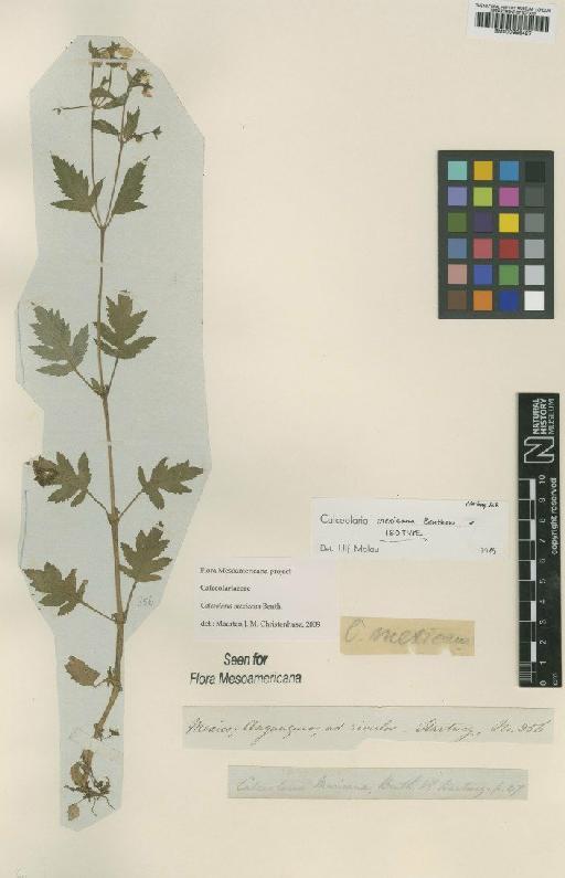 Calceolaria mexicana Benth. - BM000956427
