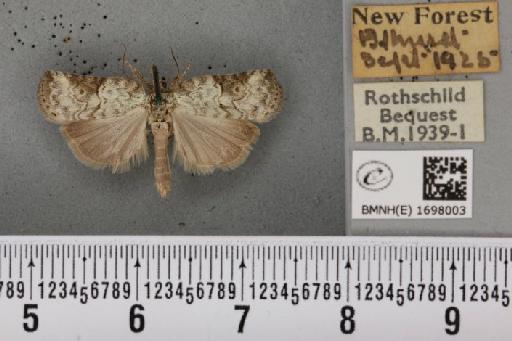 Nycteola revayana ab. canescens Sheldon, 1919 - BMNHE_1698003_295018