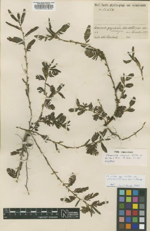 Chamaecrista nictitans var. jaliscensis (Greenm) H.S.Irwin & Barneby - BM000050732