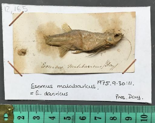 Esomus malabaricus Day, 1867 - BMNH 1975.9.30.11, Esomus malabaricus