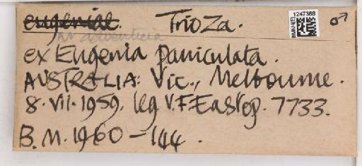 Trioza adventicia Tuthill, 1952 - 010717989_additional