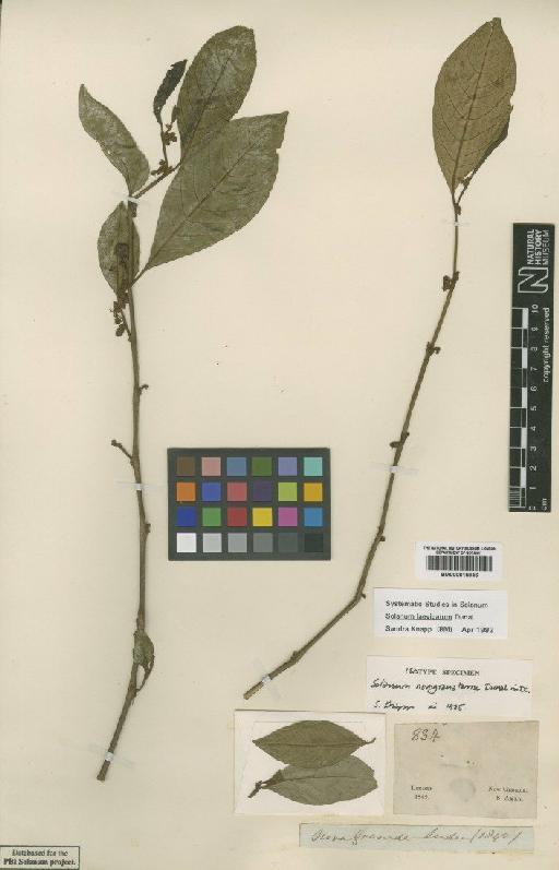 Solanum laevigatum Dunal - BM000815946