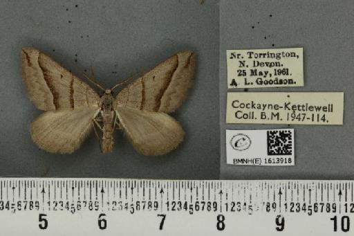 Scotopteryx mucronata umbrifera (Heydemann, 1925) - BMNHE_1613918_303288