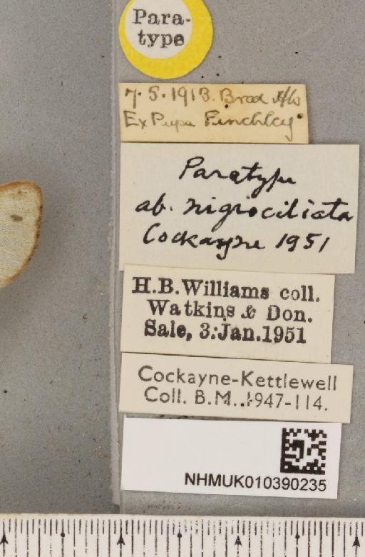 Spilosoma mendica ab. nigrociliata - NHMUK_010390235_label_516310