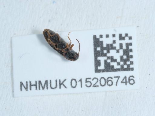 Agriotes pallidulus (Illiger, 1807) - 015206746_1