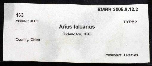 Arius falcarius Richardson, 1845 - 2005.9.12.2; Arius falcarius; image of jar label; ACSI project image