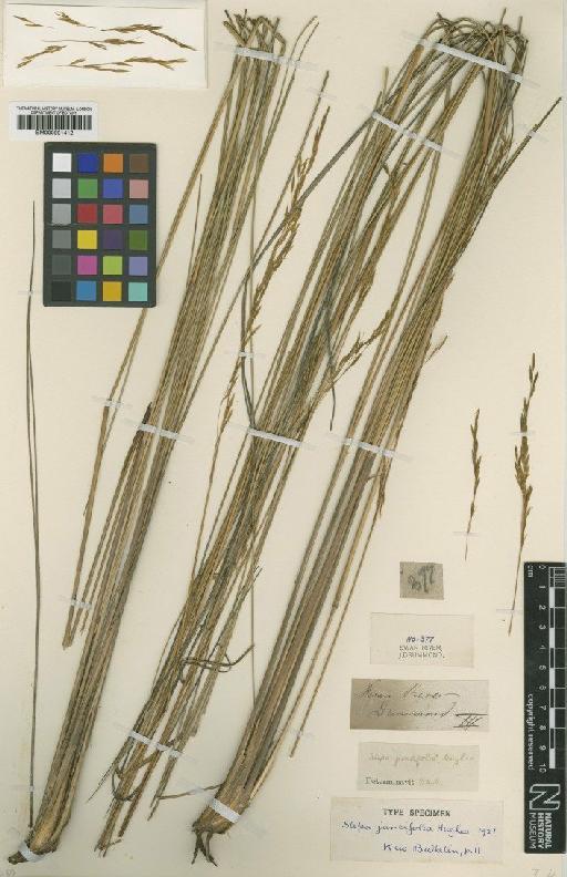 Stipa juncifolia Hughes - BM000991412