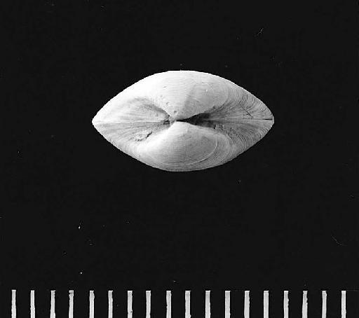 Nucula gaultina Gardner 1884 - PI L 4969 dorsal_ext