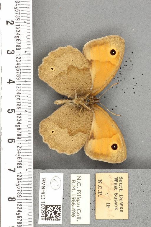 Maniola jurtina insularis ab. biocellata Lempke, 1935 - BMNHE_1072916_39656