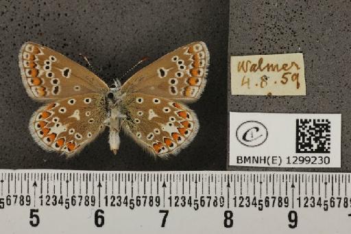 Polyommatus icarus icarus (Rottemburg, 1775) - BMNHE_1299230_149973