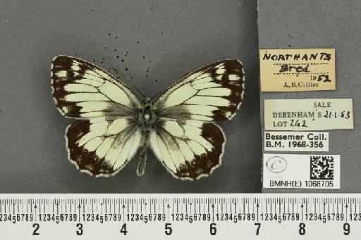 Melanargia galathea serena ab. aperta Rebel, 1910 - BMNHE_1068705_34474