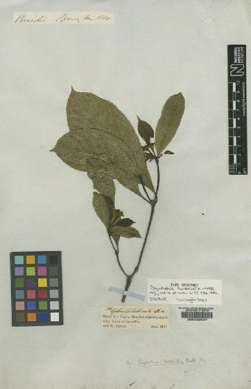 Psychotria turbinella Müll.Arg. - BM000624214