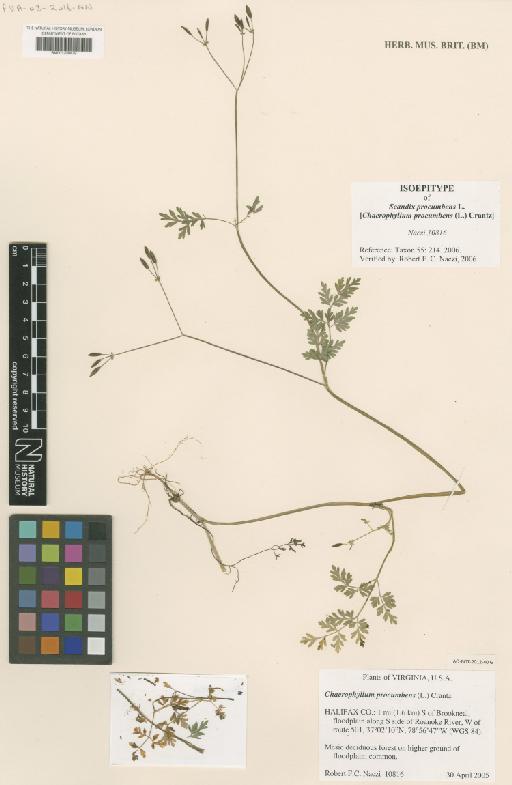 Chaerophyllum procumbens (L.) Crantz - BM001209079