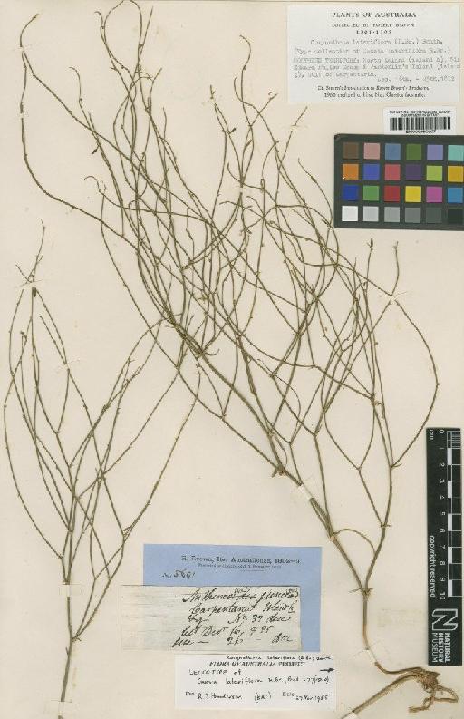 Corynotheca lateriflora (R.Br.) F.Muell. ex Benth. - BM000990667