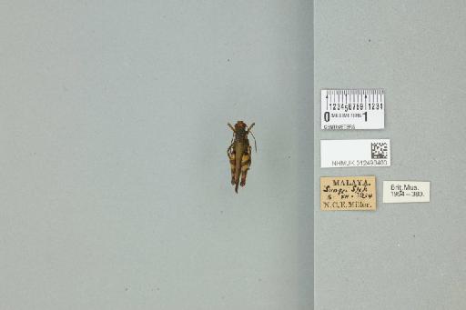Xenocatantops humilis humilis (Serville, 1838) - 012498403_73415_91513
