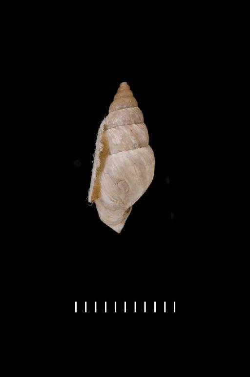 Bulimus cinereus Reeve, 1848 - 20100519, LECTOTYPE, Bulimus cinereus Reeve, 1848