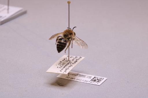 Colletes Latreille, 1802 - 013618771_additional_1