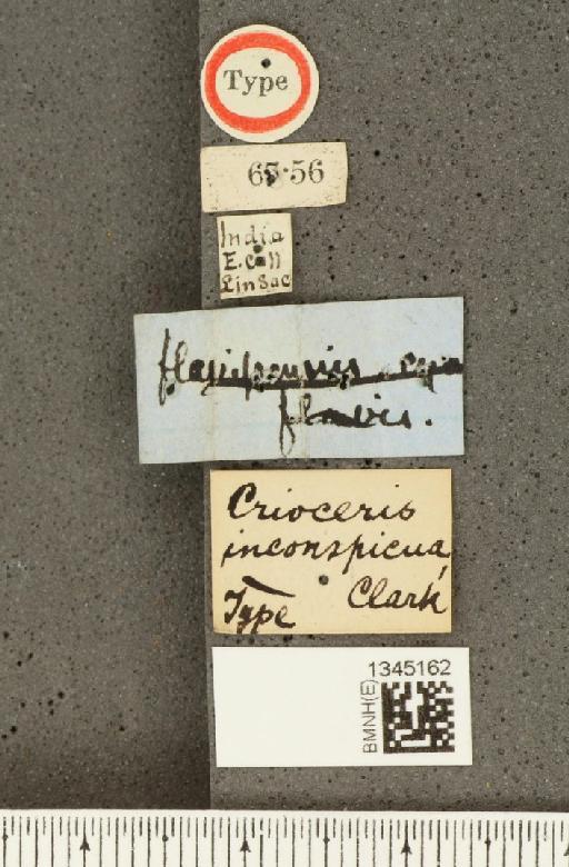 Lilioceris (Lilioceris) inconspicua (Clark, H., 1866) - BMNHE_1345162_a_label_13478