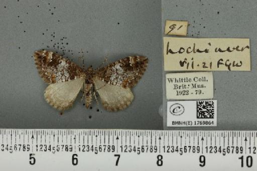 Dysstroma truncata truncata (Hufnagel, 1767) - BMNHE_1769864_350633
