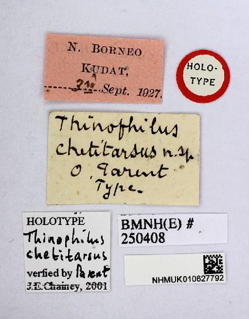Thinophilus chetitarsus Parent, 1935 - Thinophilus_chetitarsus-010627792-labels