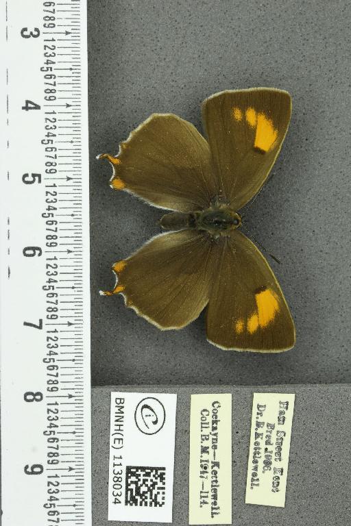 Thecla betulae ab. restricta-lineata Tutt, 1907 - BMNHE_1138034_95094