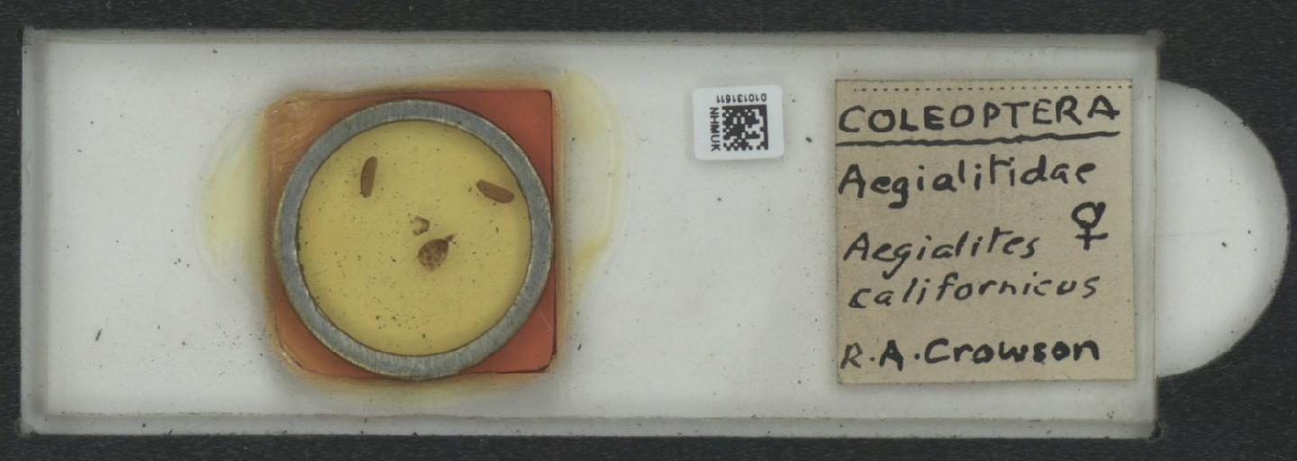 Aegialites californicus thumbnail