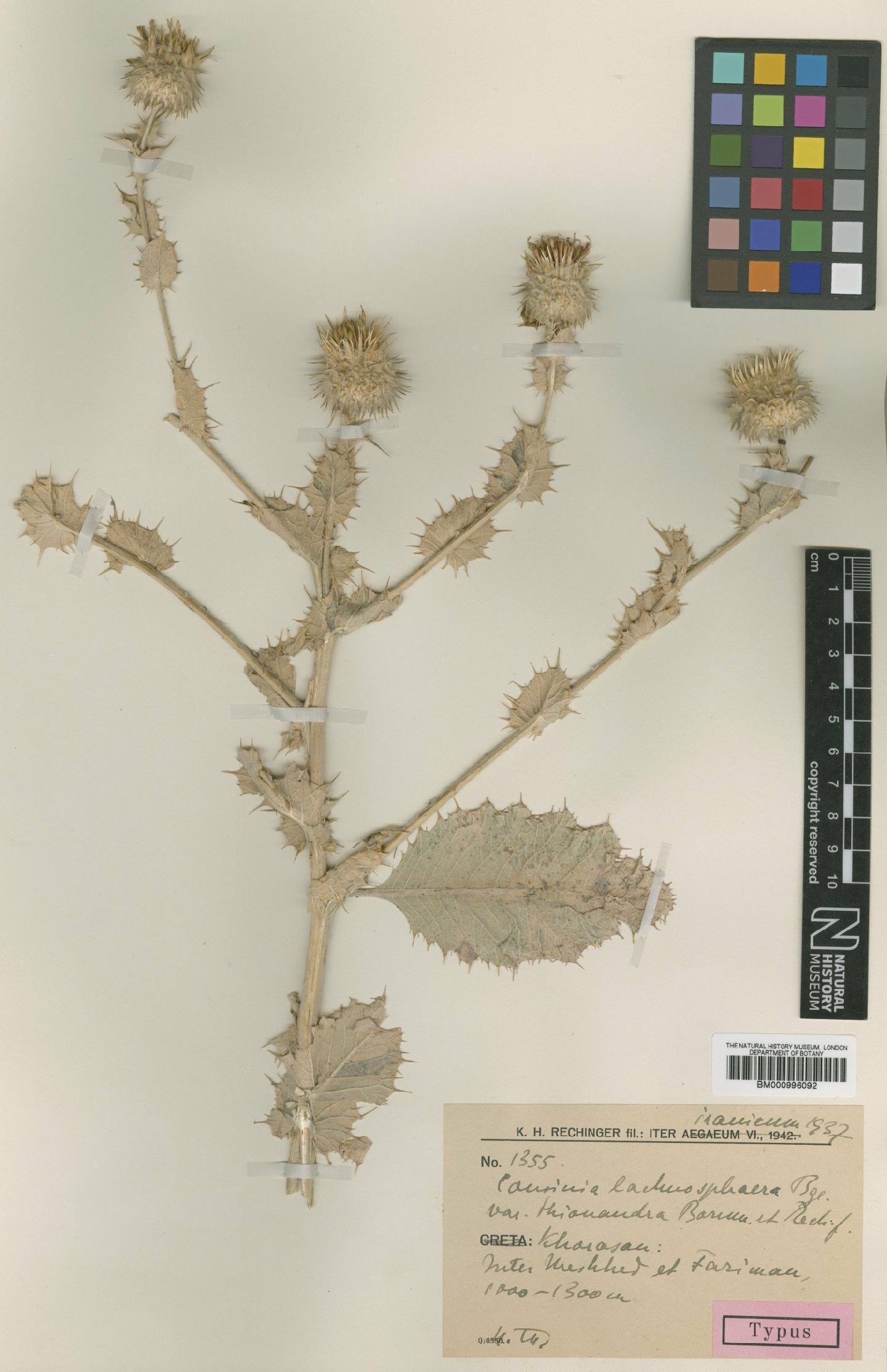 To NHMUK collection (Cousinia lachnosphaera Bunge; Type; NHMUK:ecatalogue:475632)