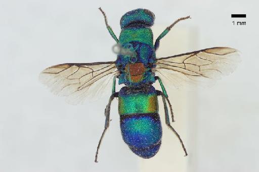 Chrysis abuensis Nurse, 1902 - Chrysis_abuensis-BMNH(E)#970976_type-dorsal-0_8X