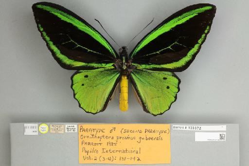 Ornithoptera priamus gebeensis Parrott, 1985 - 013603186__