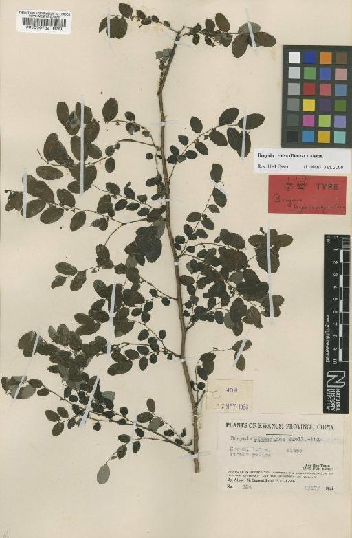 Breynia retusa (Dennst) Alston - BM000560732