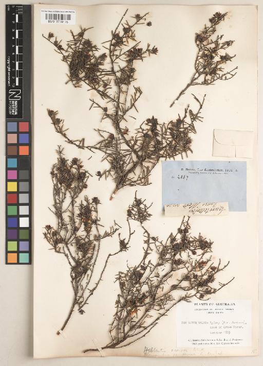 Hibbertia acerosa (DC.) Benth. - BM013719115_a