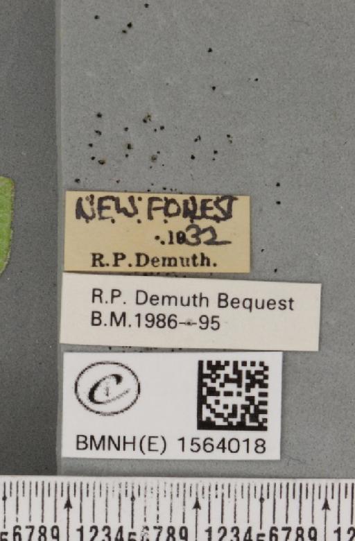 Bena bicolorana (Fuessly, 1775) - BMNHE_1564018_label_293188