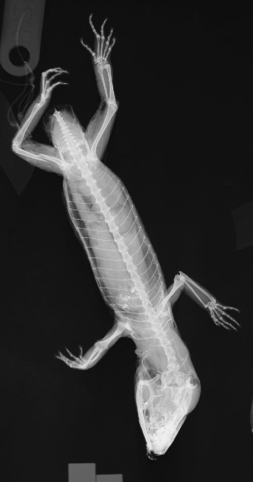 Coleonyx elegans Gray, 1845 - 17_1973 2517_2400ppp138.jpg