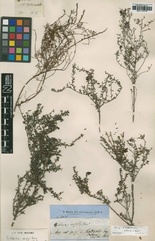 Hibbertia serpyllifolia R.Br. ex DC. - BM001043585