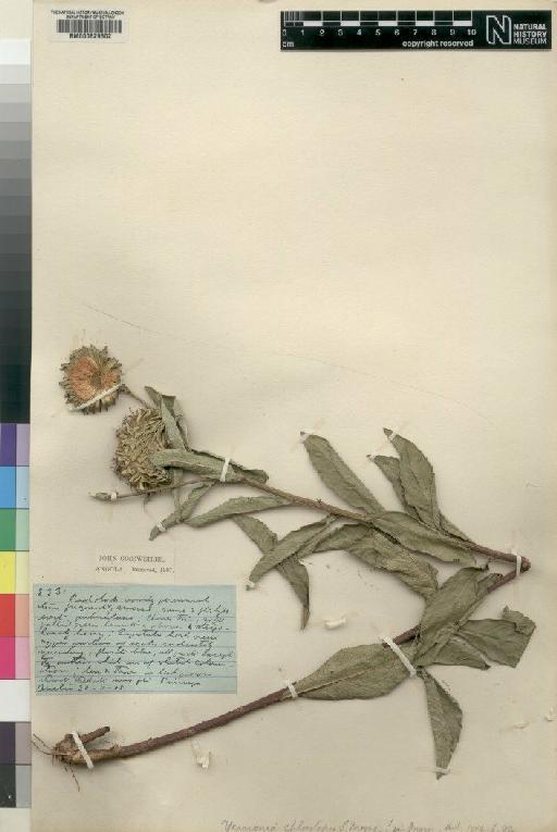 Vernonia verrucata Klatt - BM000629502