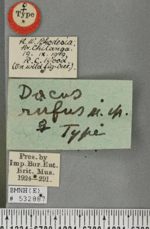 Dacus (Psilodacus) rufus Bezzi, 1915 - BMNHE_532887_label_39737