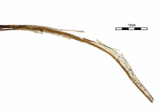 Syrrhopodon prolifer var. acanthoneuros (Müll.Hal.) Müll.Hal. - Syrrhopodon epapillousus_BM000663616wholeleafpt2.