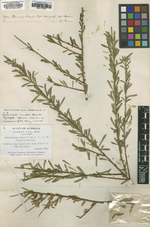 Hymenanthera angustifolia R.Br. ex DC. - BM000582948