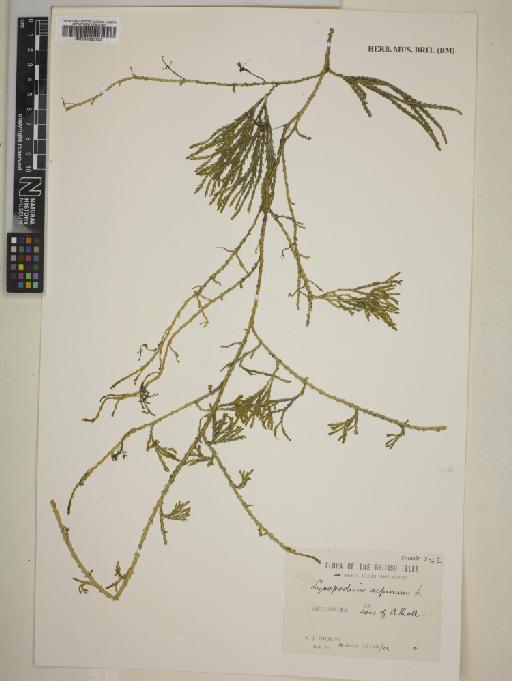 Lycopodium alpinum L. - 000995725