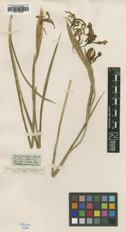 Iris notha M.Bieb. - BM001066682