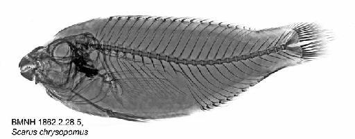 Pseudoscarus chrysopoma (Bleeker, 1847) - BMNH 1862.2.28.5, Scarus chrysopomus, Radiograph