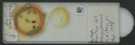 Omophron (Phrator) variegatum Olivier, 1811 - 010133958_127044_946519