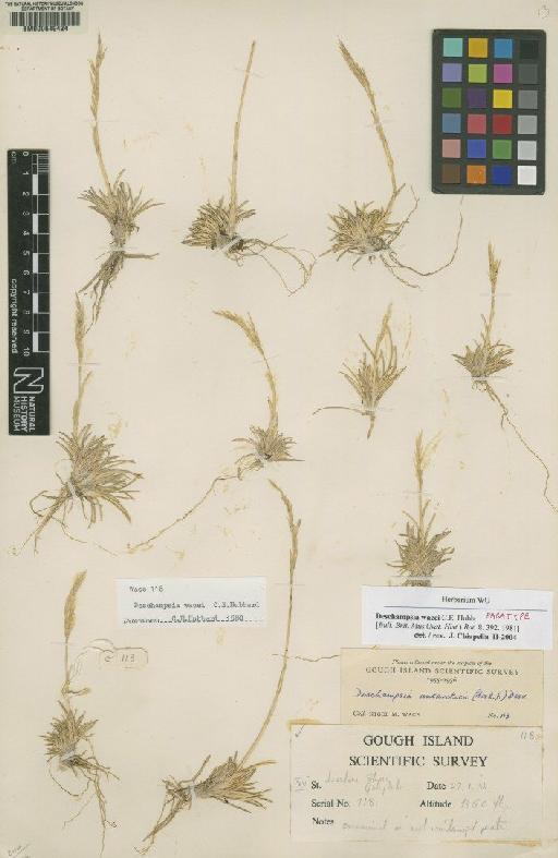 Deschampsia christophersenii C.E.Hubb. - BM000649424