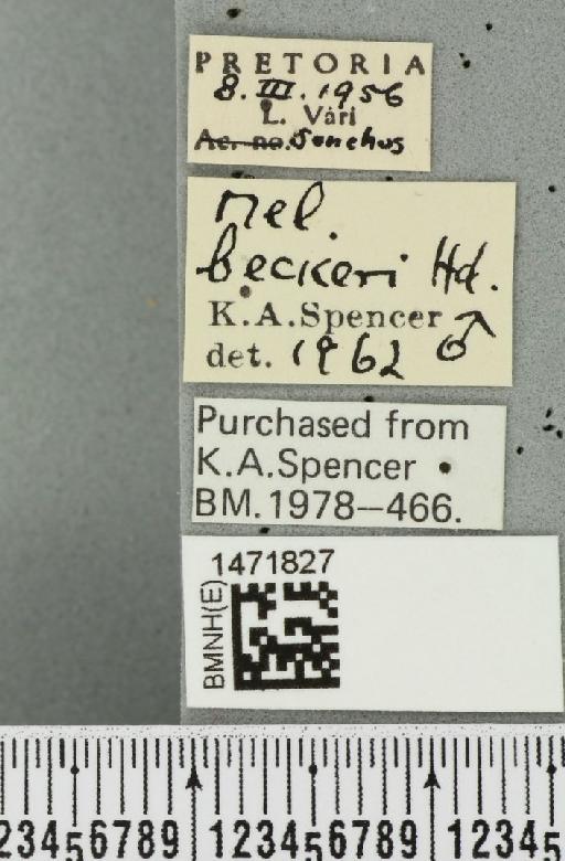 Ophiomyia beckeri (Hendel, 1923) - BMNHE_1471827_label_47042