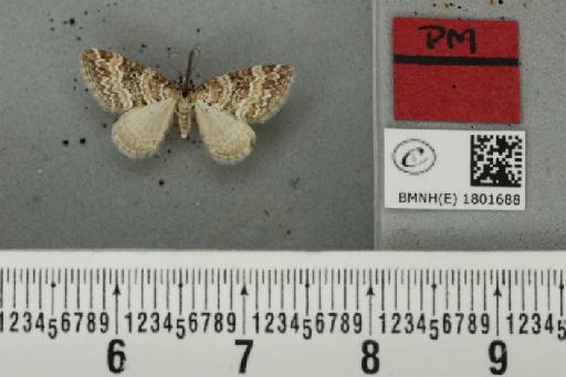 Perizoma minorata ericetata (Stephens, 1831) - BMNHE_1801688_a_371929