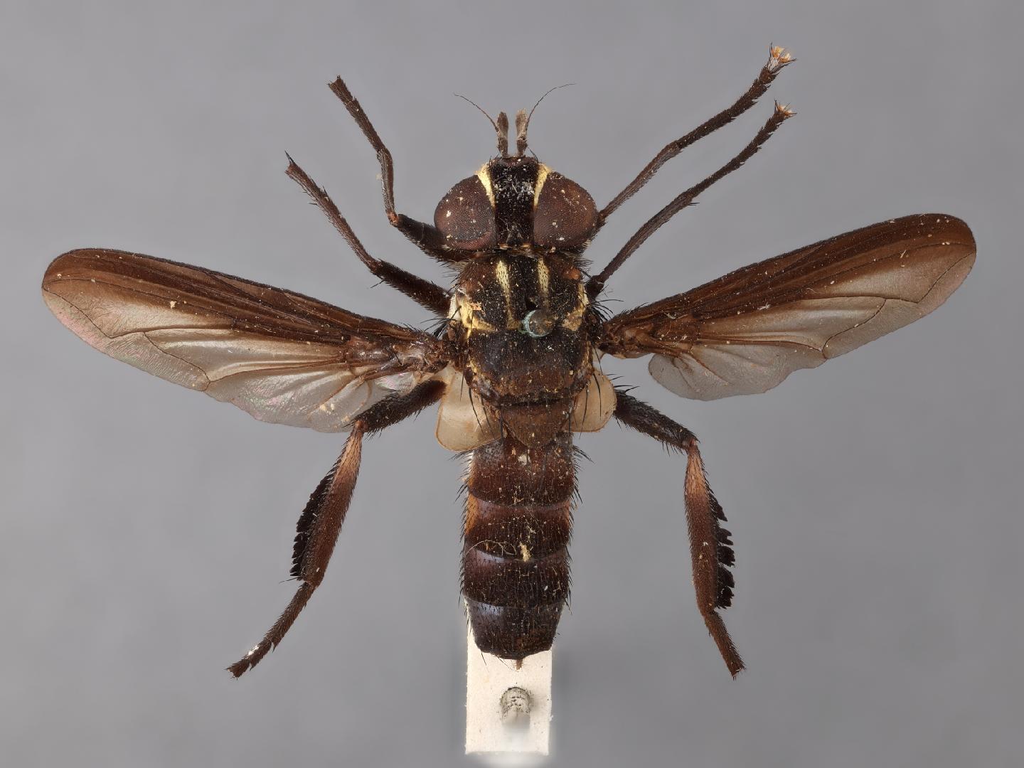 Cylindrophasia lateralis