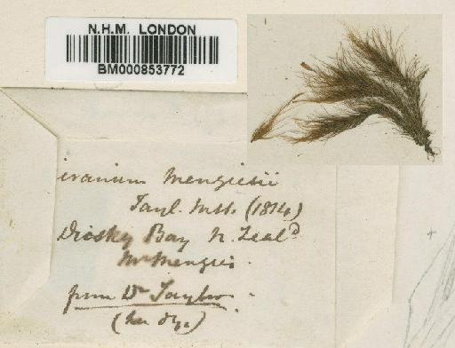 Dicranoloma menziesii (Hook.f. & Wilson) Paris - BM000853772