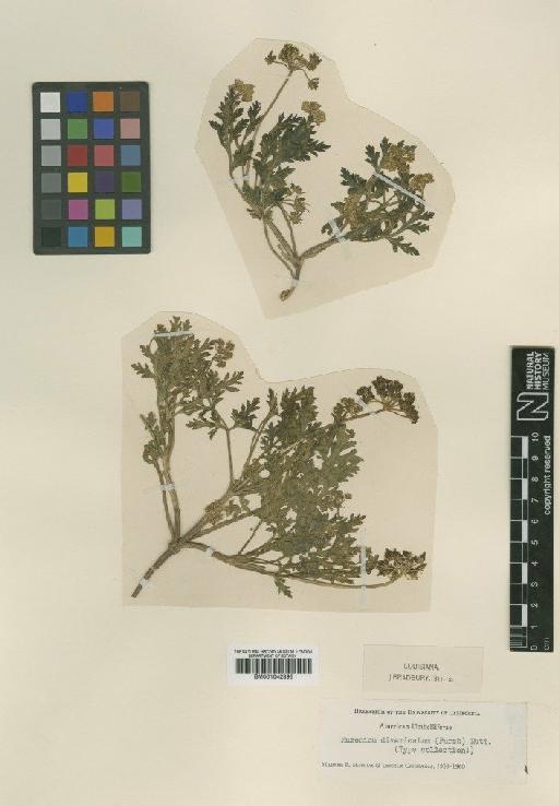 Musineon divaricatum (Pursh) Nutt. - BM001042895