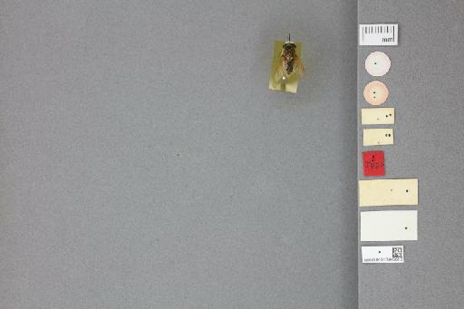 Corsomyza brevicornis Hesse, 1938 - 013445810_labels_ventral